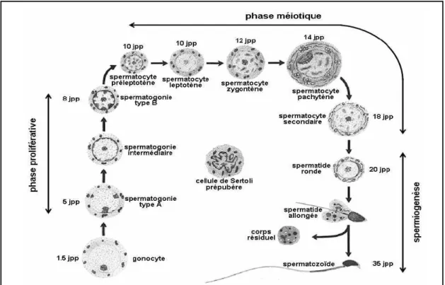 Figure B2 : Les différentes phases de la spermatogenèse                                                                                       (d’après de Rooij et al., 2001)