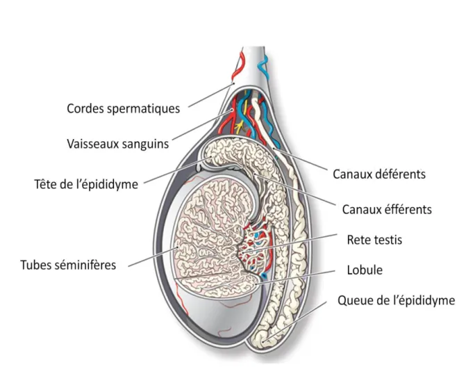 Figure B9 : Les voies testiculaires et extratesticulaires. 