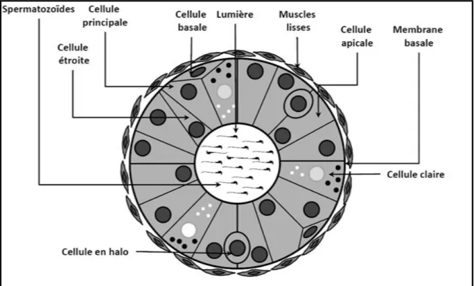 Figure B12 : Représentation schématique d’une coupe transversale de canal  épididymaire présentant l’organisation anatomique 