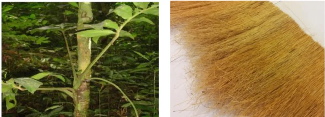 Figure 1.13 : Le rhectophyllum camerounaise et ses fibres  b. Propriétés des fibres végétales 