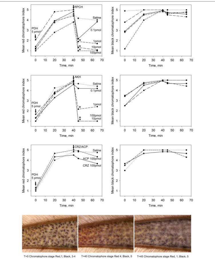 FIGURE 3 | The effect of CRZ, RPCH, AKH, ACP on pigment migration in epidermal chromatophores of the 5th walking leg dactylus