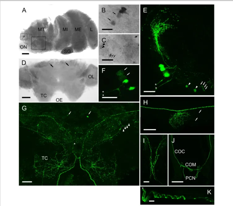FIGURE 6 | Expression of CRZ mRNA by ISH (A–D) and peptide (E–J) by ICC and confocal microscopy (E–J) (all are maximum intensity projection images) in the CNS of C