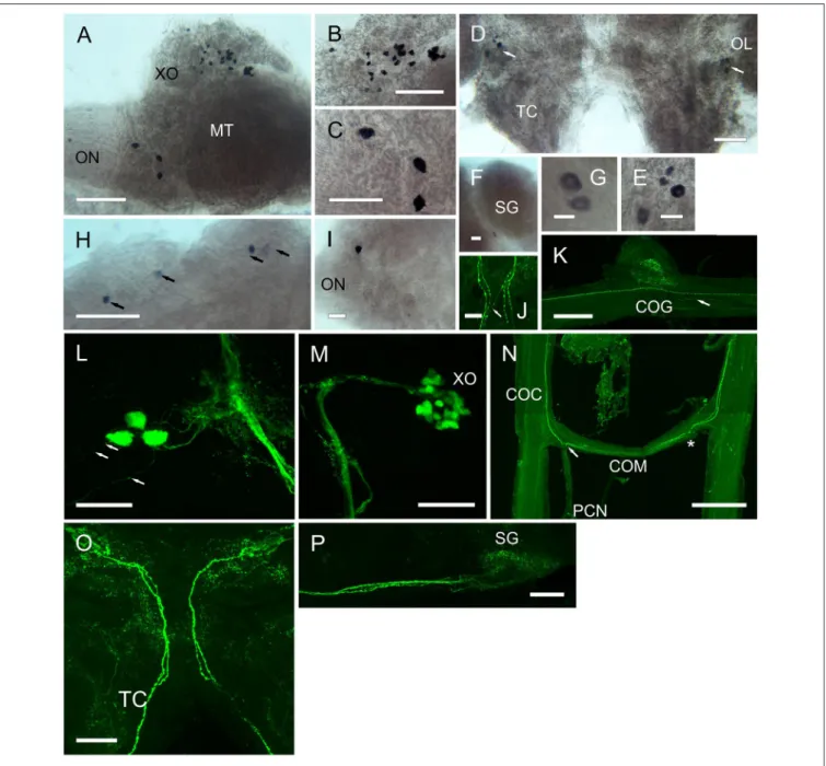 FIGURE 7 | Expression of RPCH and ACP mRNA by ISH (A–I) and peptide by ICC and confocal microscopy (J–P) (all are maximum intensity projection images) in the CNS of C