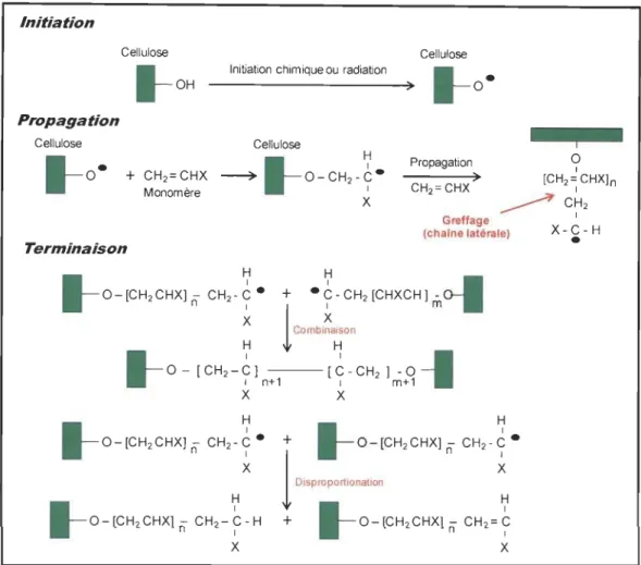 Figure 1-18  Polymérisation radicalaire sur la  chaîne cellulosique 