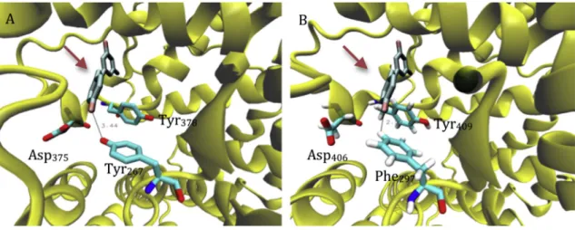 Fig. 1. (A) Schematic representation showing resveratrol, indicated with an arrow, in a pocket of the 3D structure of the LTA 4 H enzyme (pdb: 3FTS)