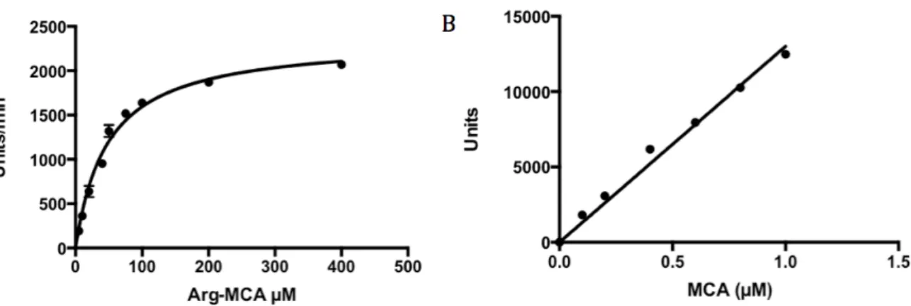 Figure  1S:  Determination  of  Ap-B  kinetic  parameters  with  Arg-MCA  substrate.  (A)  Michaelis  curve:  v  (slope.min -1 )  =  f  (Arg-MCA  in  µmole.L -1 )