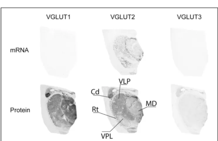 FIGURE 9 | Distribution of VGLUT1-3 mRNA and protein in the raphe.