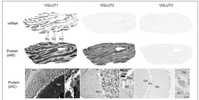 FIGURE 10 | Distribution of VGLUT1-3 mRNA and protein (immunoautoradiography [IAR] and immunohistochemistry [IHC]) in the cerebellum.
