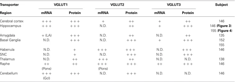 Table 3 | Distribution of VGLUT1-3 transcripts and proteins in various area of the human brain.