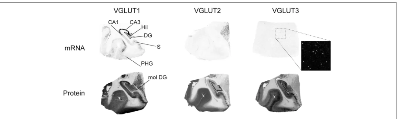 FIGURE 3 | Distribution of VGLUT1-3 mRNA and protein in the hippocampal formation. Boxed regions are enlarged and shown in negative