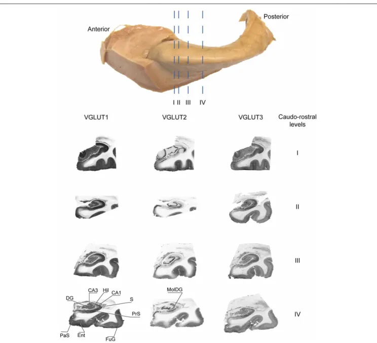 FIGURE 4 | Distribution of VGLUT1-3 proteins at various levels of the antero-posterior axis of the hippocampus