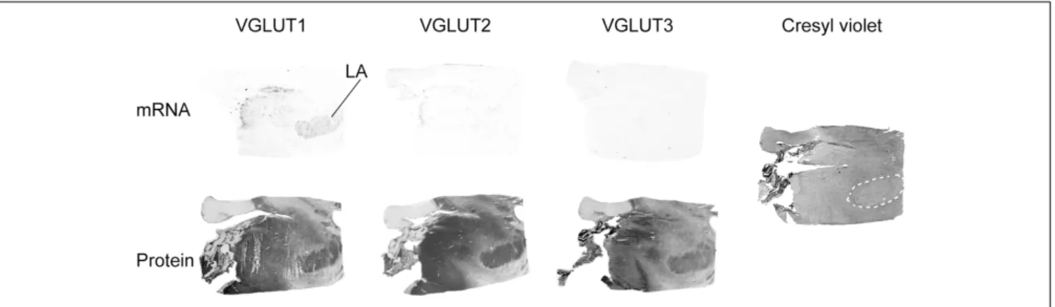 FIGURE 5 | Distribution of VGLUT1-3 mRNA and protein in the amygdala. In addition to the in HIS and immunoautoradiographic labeling, the histological staining of an adjacent section is shown on the left