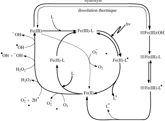Figure 30     Schéma des différentes transformations de fer(III) et fer(II) qui peuvent se produire en  solution aqueuse : Fe(II)-L et Fe(III)-L représentent le fer ferreux et ferrique complexés par un ligand 