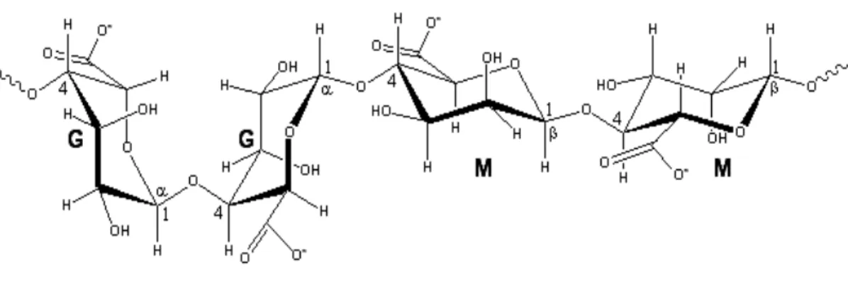 Figure 52     Copolymère d’alginate constitué de  2 unités d’acide guluronique et de 2 unités d’acide  mannuronique 