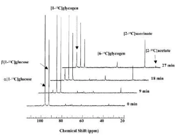 Figure 68  Spectres réalisés in vivo et mettant en évidence l’utilisation du [1- 13 C]glucose par  des cellules en repos de F