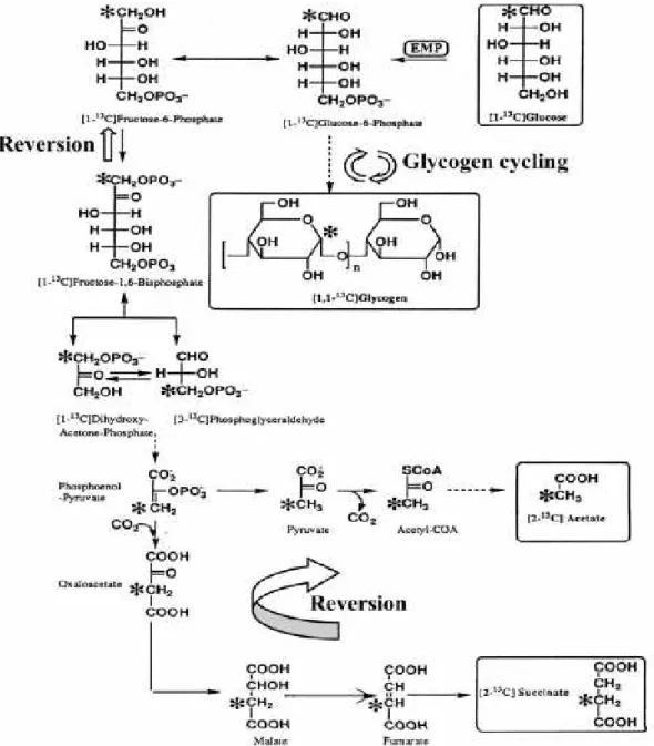 Figure 69  Voies de synthèse du succinate et de l’acétate chez Fibrobacter succinogenes après  métabolisation de [1- 13 C]glucose