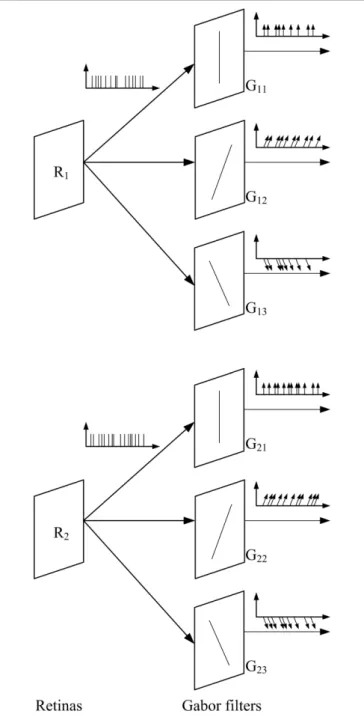 FIGURE 4 | Illustration of the use of 3 Gabor filters with different orientations to the output of both retinas