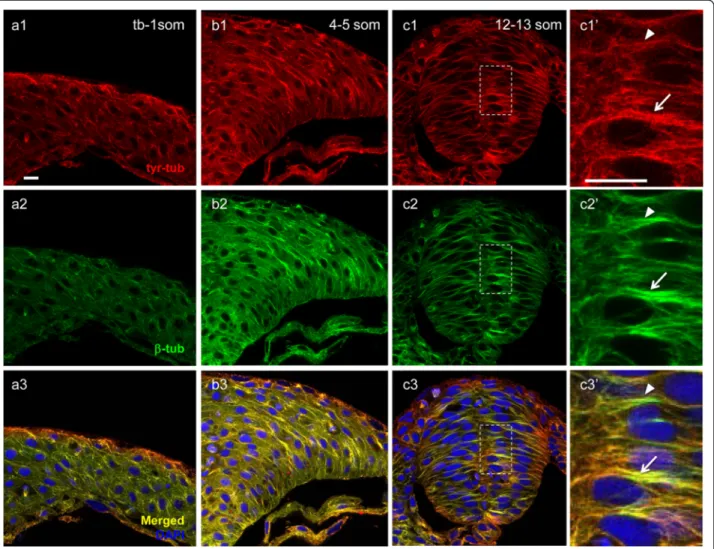Fig. 2 Distribution of dynamic microtubules during neurulation. Hindbrain sections of embryos at the neural plate (tb-1 som) (a1 – a3), neural keel (4 – 5 som) (b1 – b3) and neural rod (12 – 13 som) (c1 –c3’ ) stages immunolabeled with anti-tyr-tub (dynami