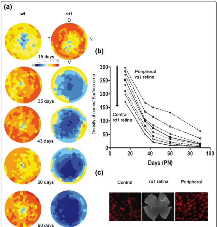 Figure 6 Spatio-temporal quantification of cones of rd1 flat retina during cones degeneration