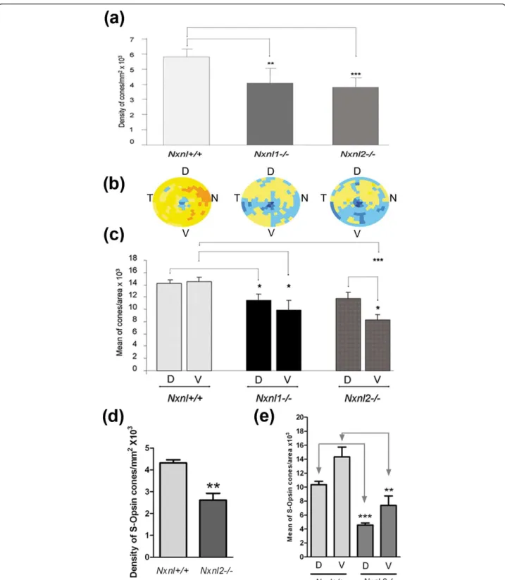 Figure 7 Loss of cones in the Nxnl1-/- and Nxnl2-/- retinas its regionalization. (a) Global automated counting of cones of Nxnl1-/- and Nxnl2-/- versus Nxnl+/+ at PN8 months, (n = 7, 8, 10 respectively)