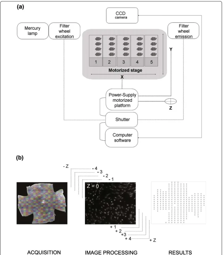 Figure 1 ℮ -CONOME, the automated microscopy platform. (a) Connections between the different pieces of equipment