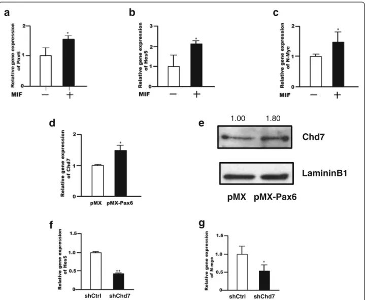 Fig. 4 Analysis of MIF-Chd7 signaling cascade in mouse NSPCs. a – c, MIF increases the expression of Pax6 (a), Hes5 (b) and N-myc (c) in NSPCs 24 h after MIF treatment