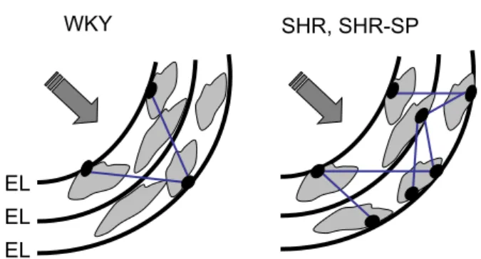 Fig. 1 summarizes the structural modifications of the ar- ar-terial wall in SHR and SHR-SP, which could play a role in the mechanical adaptation to a high level of wall stress