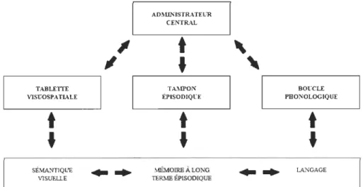 Figure  6.  Modèle  de  la  mémoire  de  travail  de  Baddeley .  Organes  de  la  mémoire  de  travail