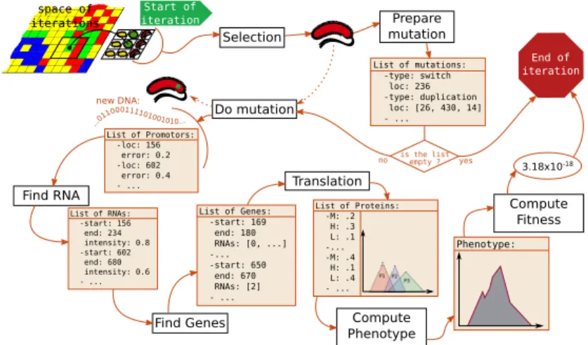 Fig. 1. Workow followed by each cell for one generation. The data (orange boxes) pass through the dierent functions (white boxes)