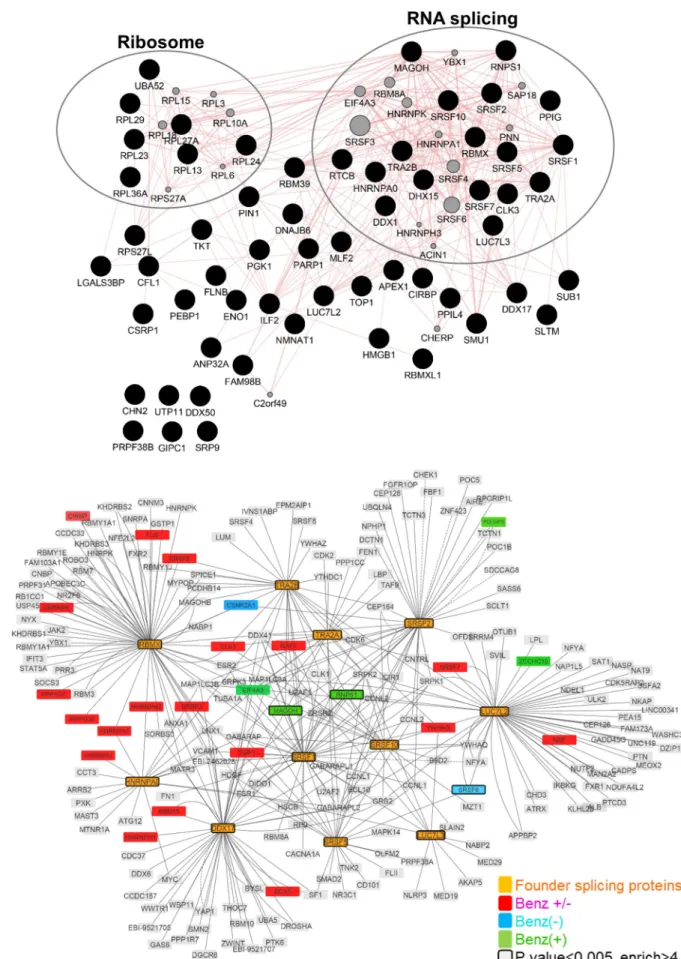 Fig 2. HBc nuclear interactome. (A) Proteins significantly associated to HBc in the presence of Benzonase were analyzed using the Genemania plugin in Cytoscape (3.7.1)