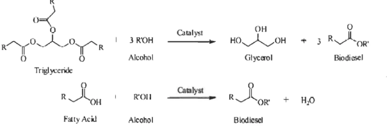Figure 1.13  Réaction de synthèse de biodiesel catalysée par les lipases. 