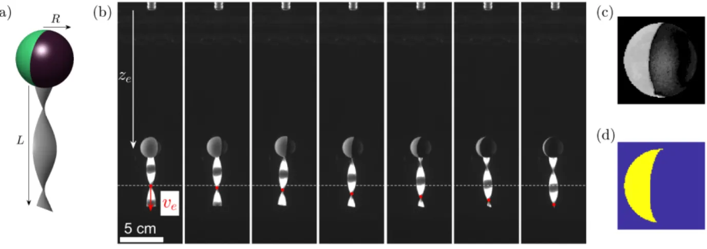 FIG. 1. a) Schematics of a chiral particle. The sphere has a radius R and the twisted tail has a length L