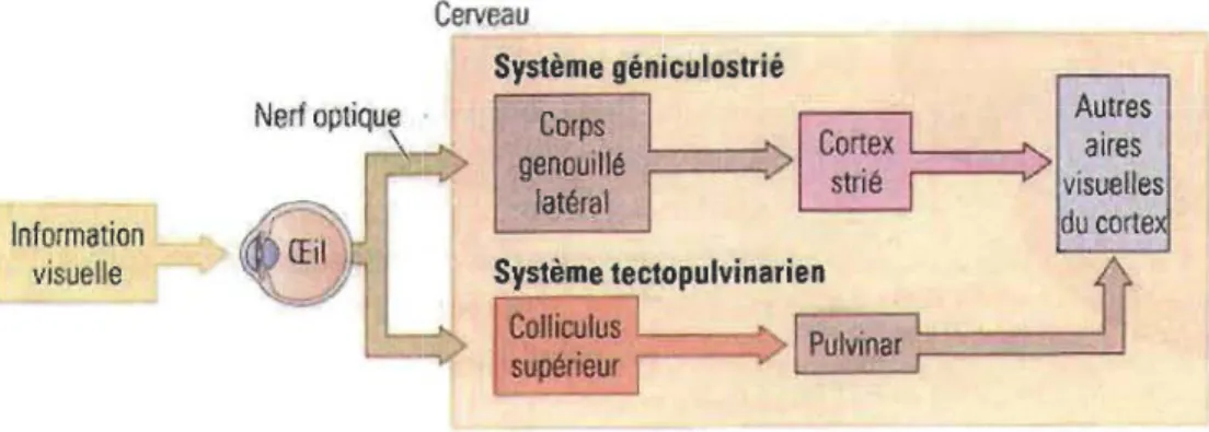 Figure 1.3  Principales voies visuelles ascendantes. 