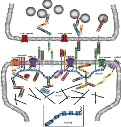Figure 1.10  Localisation synaptique des  protéines synaptophysine et PSD95  Localisation  synaptique  des  protéines  synaptophysine  et  PSD95