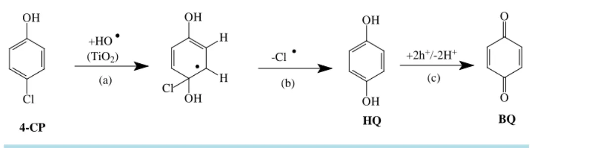 Figure 13. Degradation scheme of the photocatalytic degradation of 4-CP.                           
