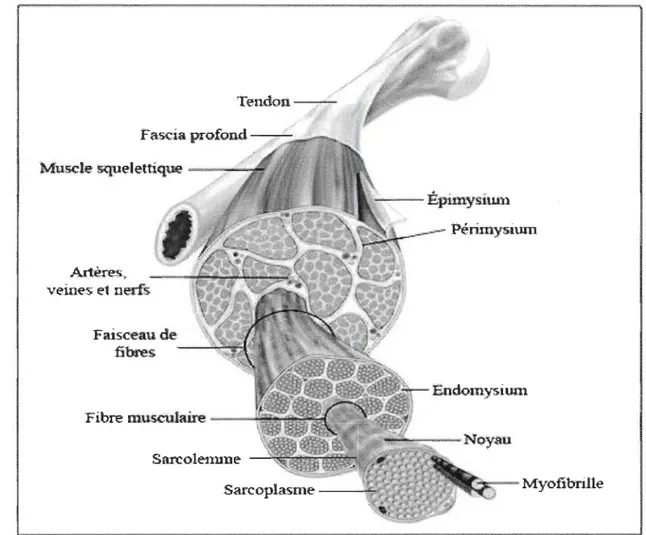 Figure 2.1  L' anatomie d'un muscle squelettique; tirée de  [13]  et rééditée. 