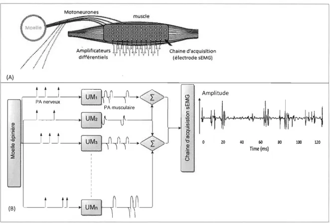 Figure 2.5  A :  représentation  réelle  du  parcours  du  signal  sEMG  B:  Schématisation  du  parcours  du  signal  sEMG;  tirée  de  [22]  et  modifiée