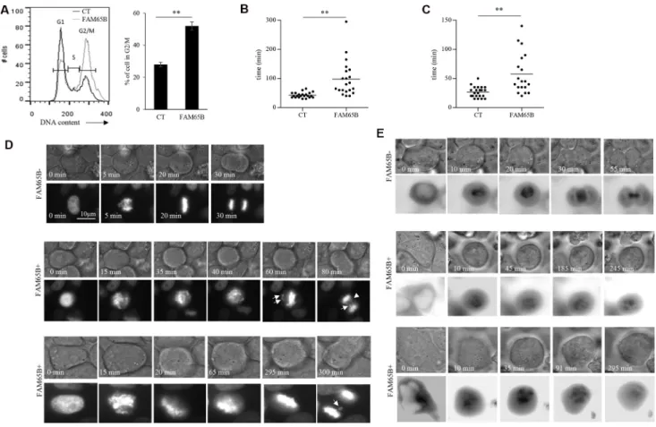Figure 2: FAM65B expression disrupts the formation of the mitotic spindle, resulting in mitotic failure