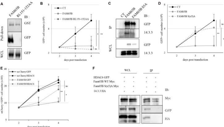 Figure S2B). With a complementary approach, we used  RNA interference (RNAi) to study the consequences of  decreasing FAM65B expression prior to TCR stimulation  of primary human peripheral blood T cells (Figure 5A)