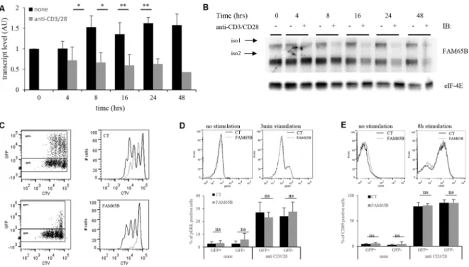 Figure 4: FAM65B expression is inversely correlated with the proliferative potential of activated T cells