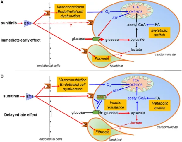 Figure 8. Schematic representation of the mechanism of sunitinib-induced cardiac side effects: (A) Sunitinib upregulates glycolysis and downregulates oxidative  metabolism in cardiac mitochondria