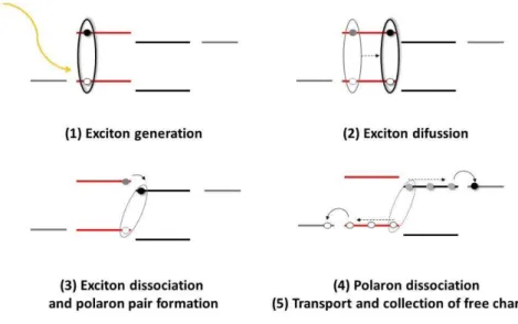 Figure 1.3. Charge generation process in organic solar cells. Adapted from reference 29