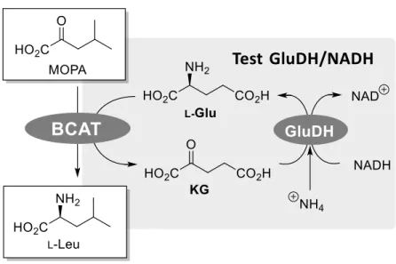 Graphique 8 : ∆DO/min mesuré à 340 nm en fonction de la quantité de BCAT avec le test  GluDH/NADH