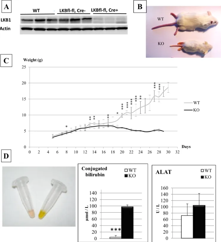Fig 1. Phenotype of mice carrying Lkb1 deletion in the embryonic liver. (A) LKBKO livemb mouse model results in efficient inactivation of Lkb1 protein expression in the liver