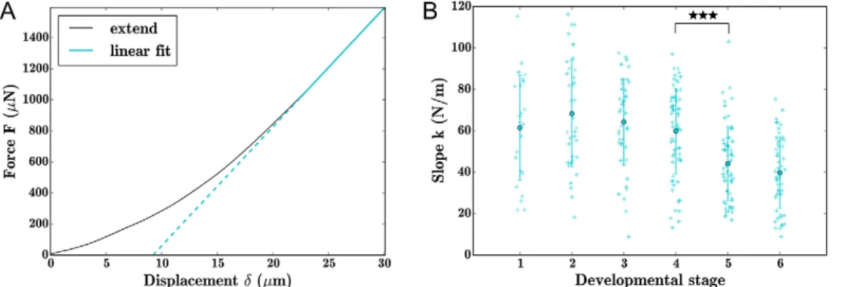 Fig. 2. Seed stiffness decreases with developmental stage. (A) Typical force curve exported from indenter, with linear fit at maximum (75-100%) displacement.