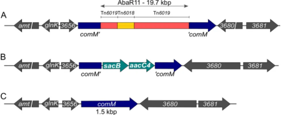 TABLE 1 Antimicrobial resistance proﬁles of A. baumannii strain AB5075 deleted of AbaR11 (AB5075-T) in comparison to the wild-type strain