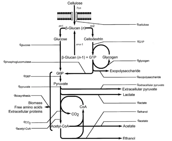 Fig. 1. Carbon flux distribution within the central metabolic pathways of C. cellulolyticum when grown on cellulosic substrate (n is the number of hexose residues inside the biopolymer)