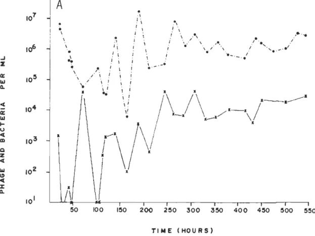 Figure  8  :  Image  inspirée de  Levin  et al.  [39J  représentant la  coexistence  de phages  et de  bactéries en fonction  du temps (les points au dessus représentent les phages)