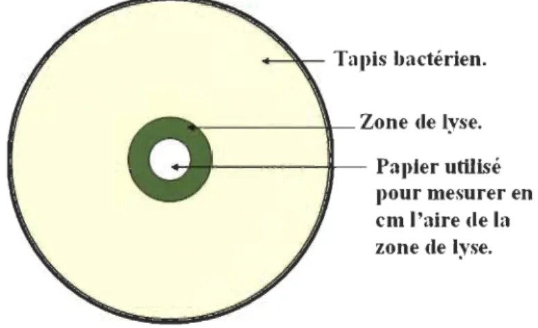Figure  14:  Illustration  schématique de  la  détermination  de  l'aire  de  la  zone  de  lyse  d'un  tapis bactérien, par de phages, sur une boîte de Petri