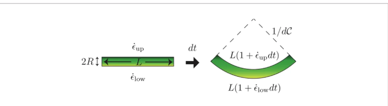 Figure 2.  Bending resulting from the relative growth between the two sides of a beam.